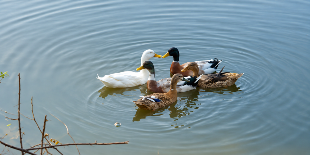 Pleasant Valley Lake - Dhruvansh Organazition (ducks)